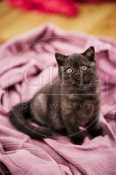 117702 Britisch Kurzhaar Katze