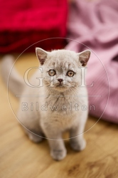 117703 Britisch Kurzhaar Katze
