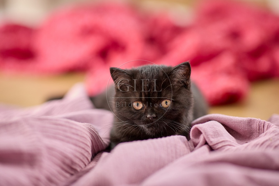 117704 Britisch Kurzhaar Katze