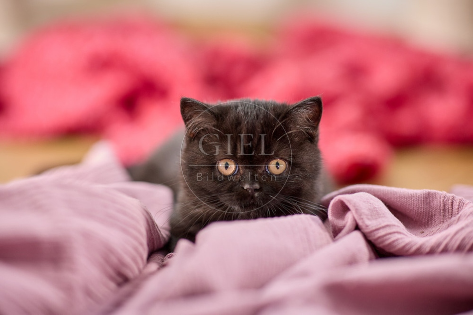 117705 Britisch Kurzhaar Katze