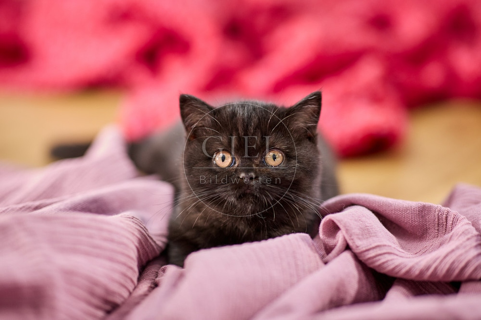 117706 Britisch Kurzhaar Katze