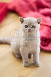 117707 Britisch Kurzhaar Katze