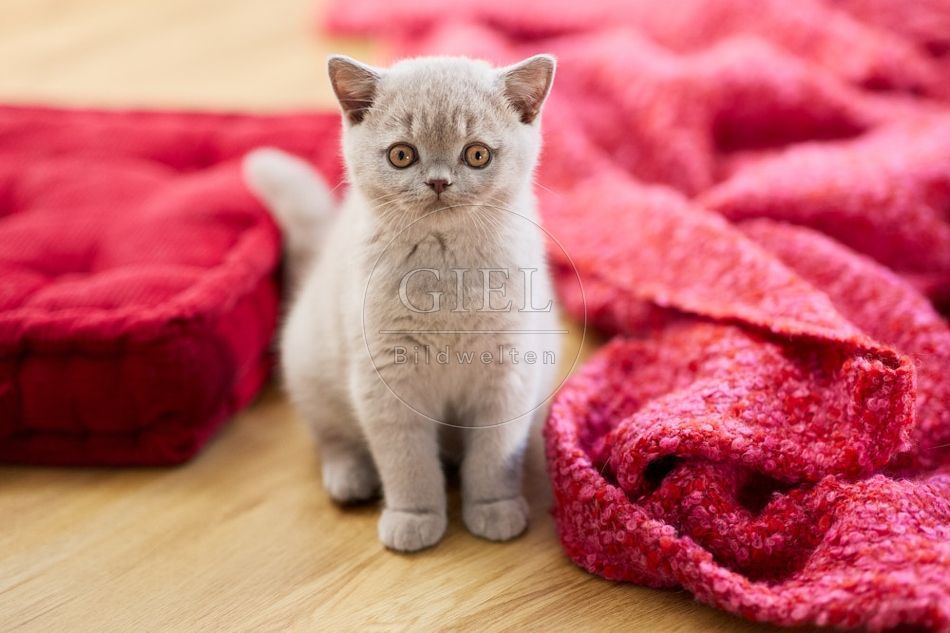 117709 Britisch Kurzhaar Katze