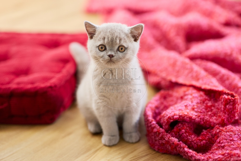 117710 Britisch Kurzhaar Katze