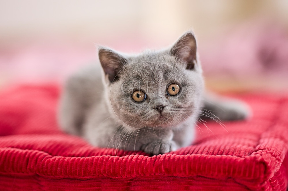 117719 Britisch Kurzhaar Katze