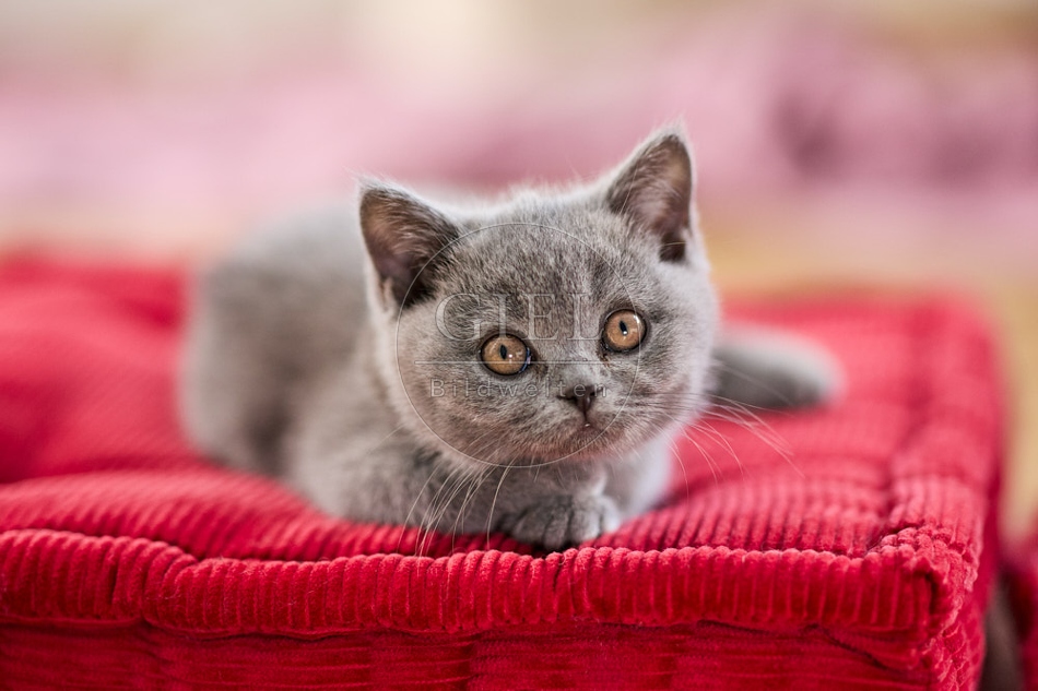 117720 Britisch Kurzhaar Katze