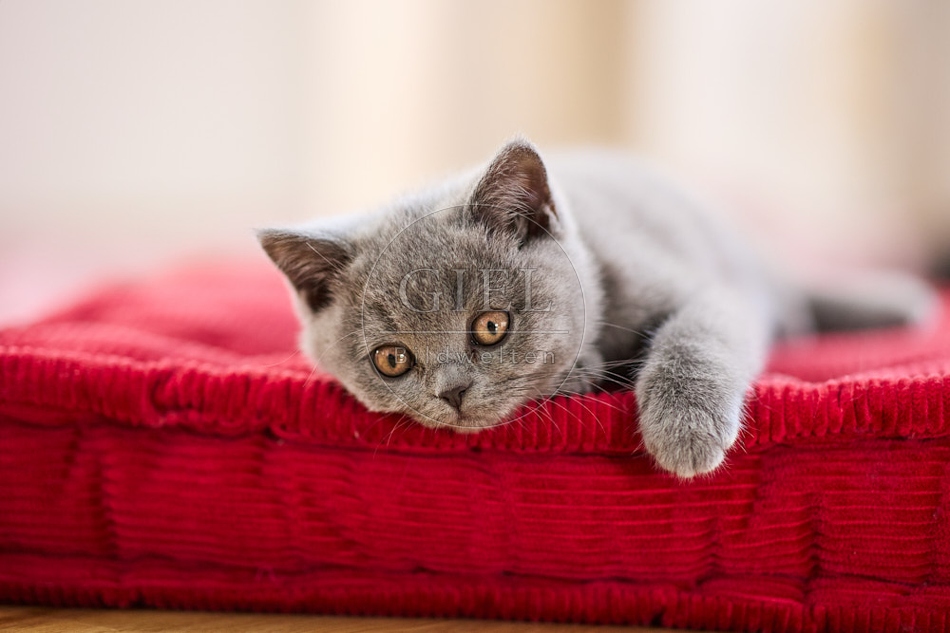 117721 Britisch Kurzhaar Katze