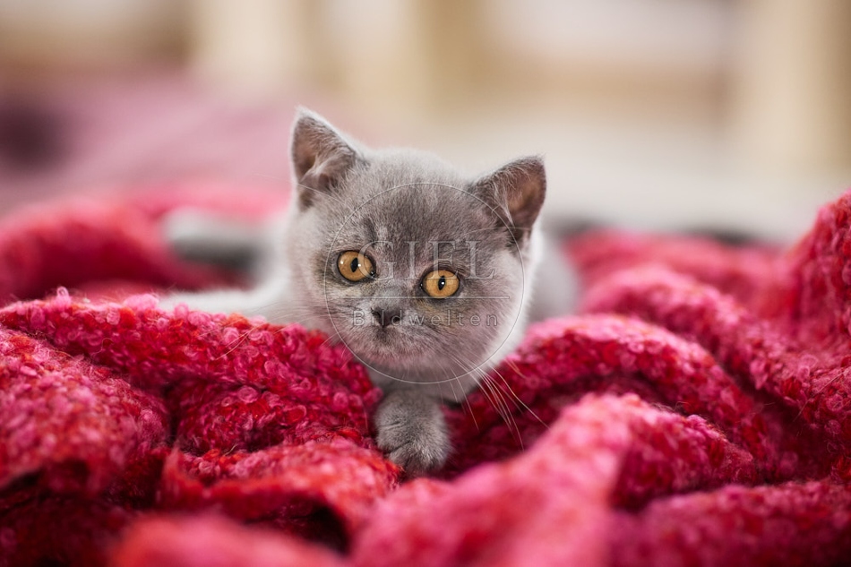 117722 Britisch Kurzhaar Katze