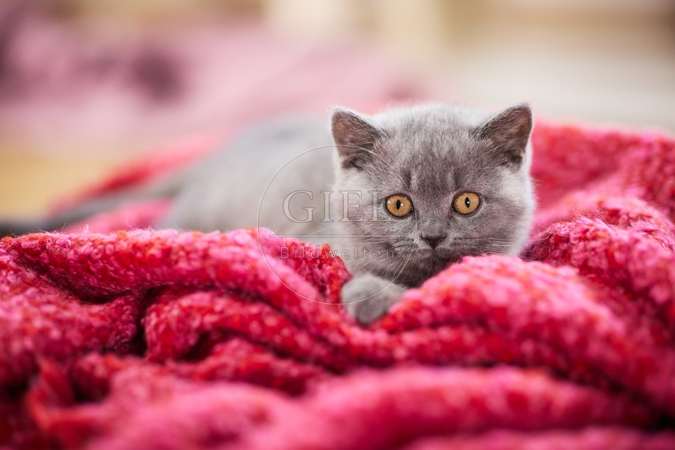 117723 Britisch Kurzhaar Katze