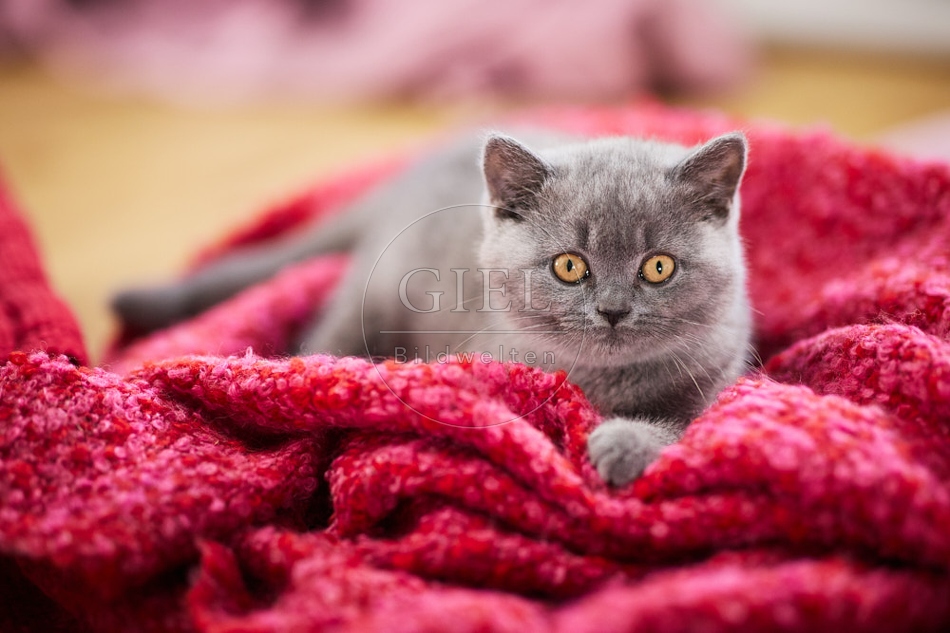 117724 Britisch Kurzhaar Katze