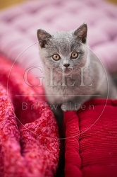 117725 Britisch Kurzhaar Katze