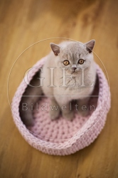 117726 Britisch Kurzhaar Katze