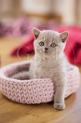 117727 Britisch Kurzhaar Katze