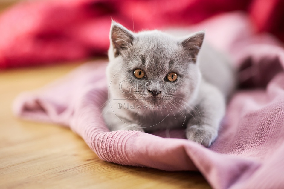 117728 Britisch Kurzhaar Katze