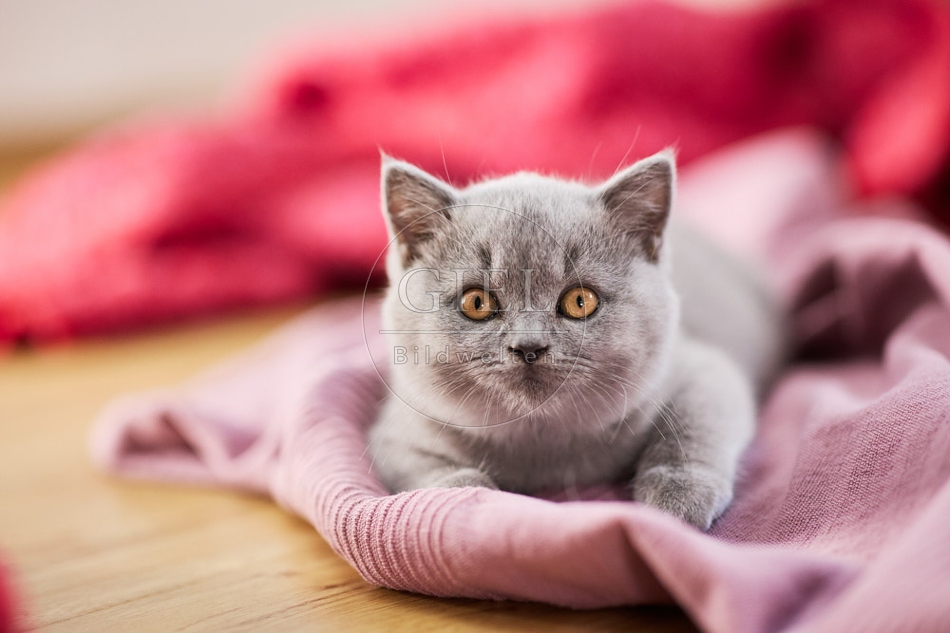 117729 Britisch Kurzhaar Katze