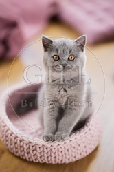 117730 Britisch Kurzhaar Katze