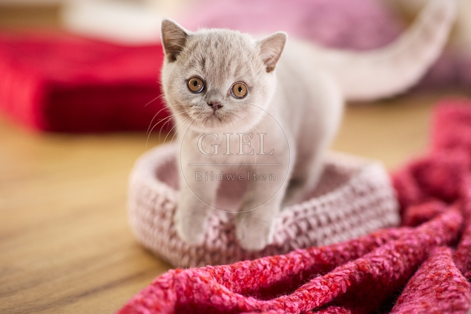 117733 Britisch Kurzhaar Katze