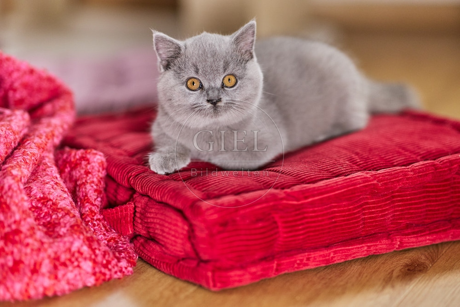 117734 Britisch Kurzhaar Katze