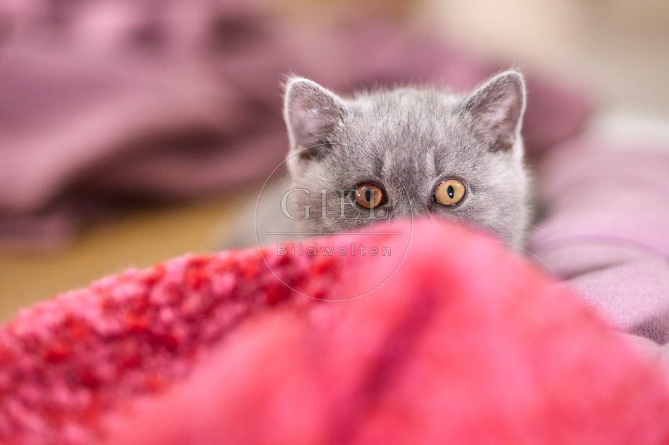 117737 Britisch Kurzhaar Katze