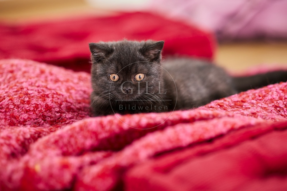 117738 Britisch Kurzhaar Katze