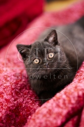 117739 Britisch Kurzhaar Katze