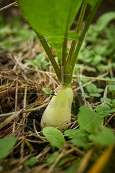 117756 Radies Eiszapfen