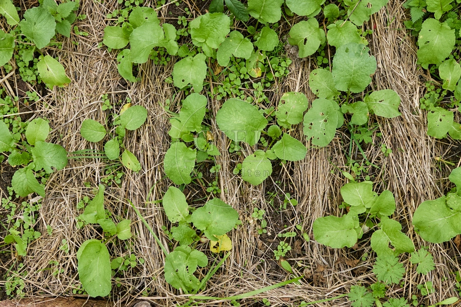 117758 Radies Eiszapfen im Gemüsebeet