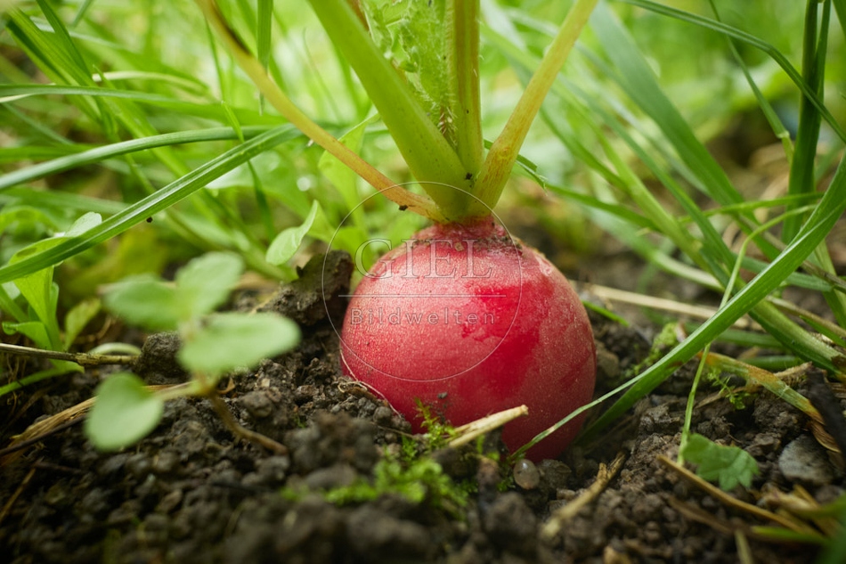 117760 Radieschen