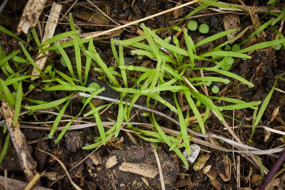 117761 Winterpostelein