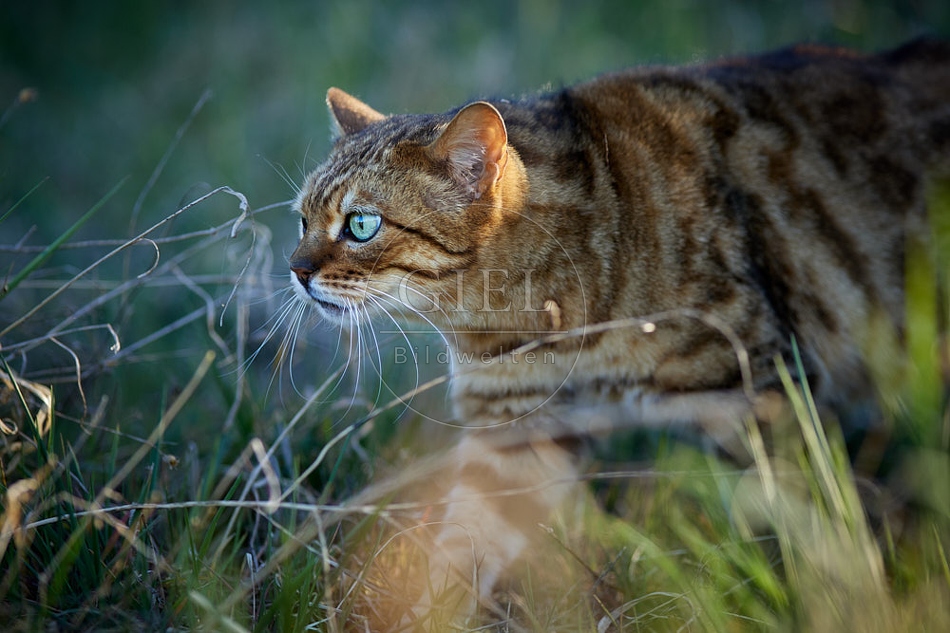 114996 Bengalkatze geht durch hohes Gras