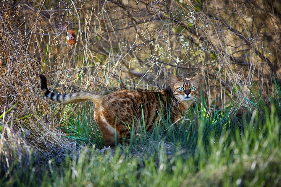 115010 Bengalkatze