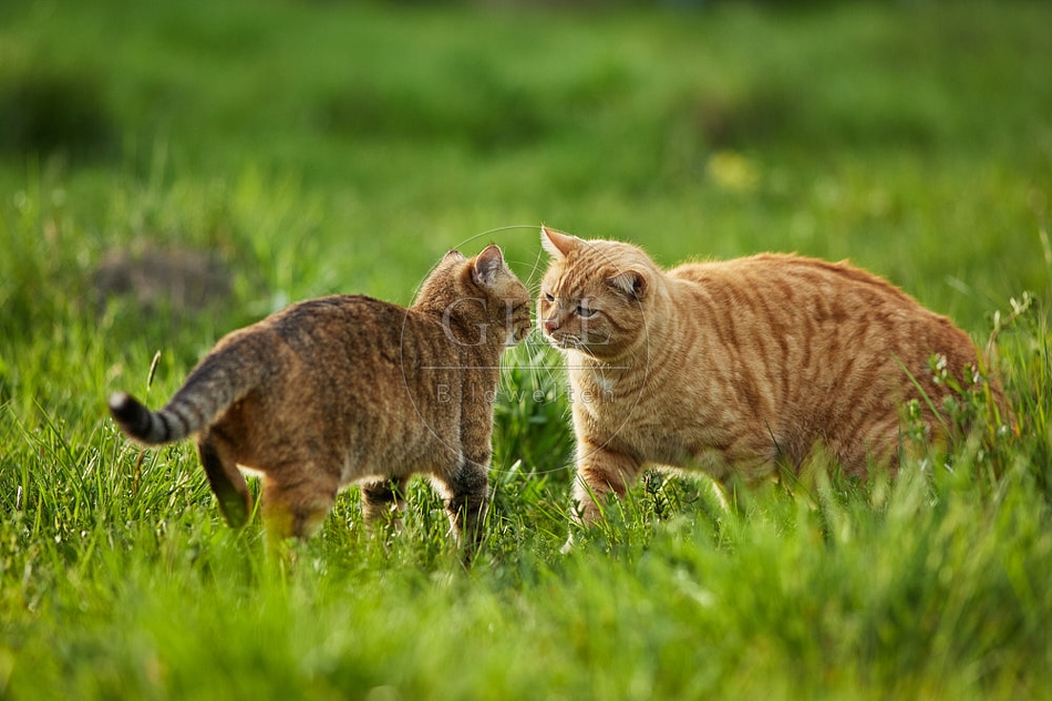 115222 Hauskatzen beschnuppern sich