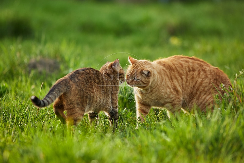 115223 Hauskatzen beschnuppern sich