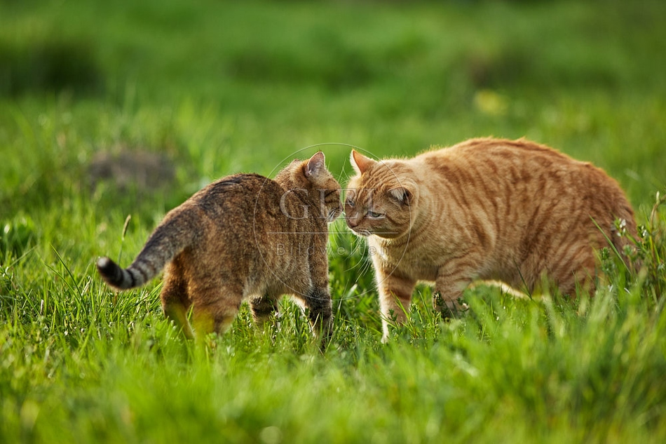 115224 Hauskatzen beschnuppern sich