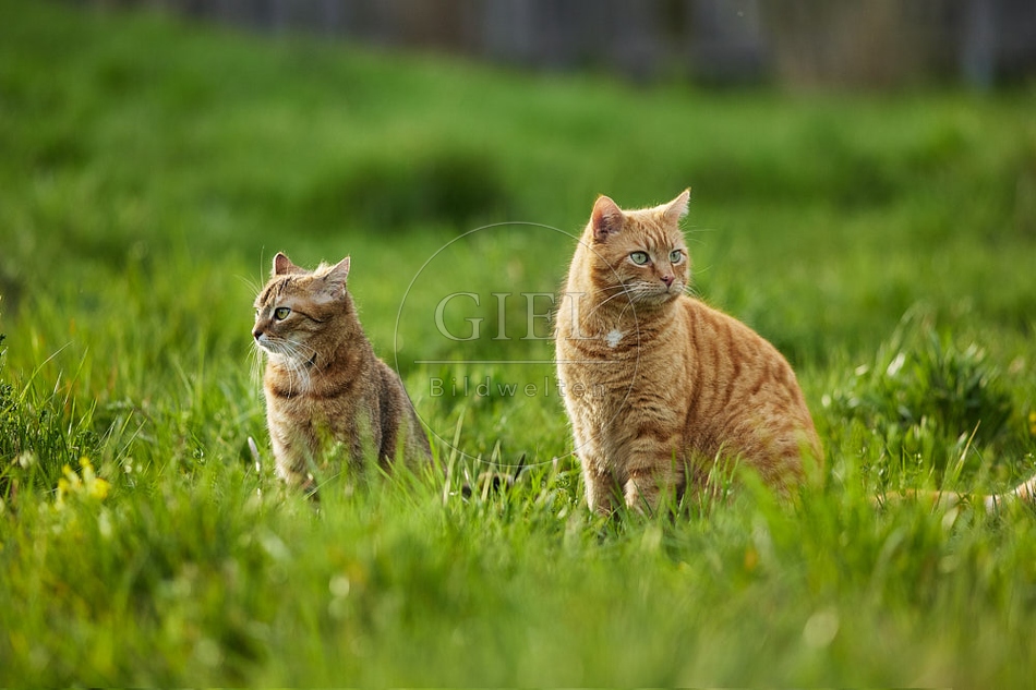 115226 Zwei Hauskatzen sitzen in der Wiese