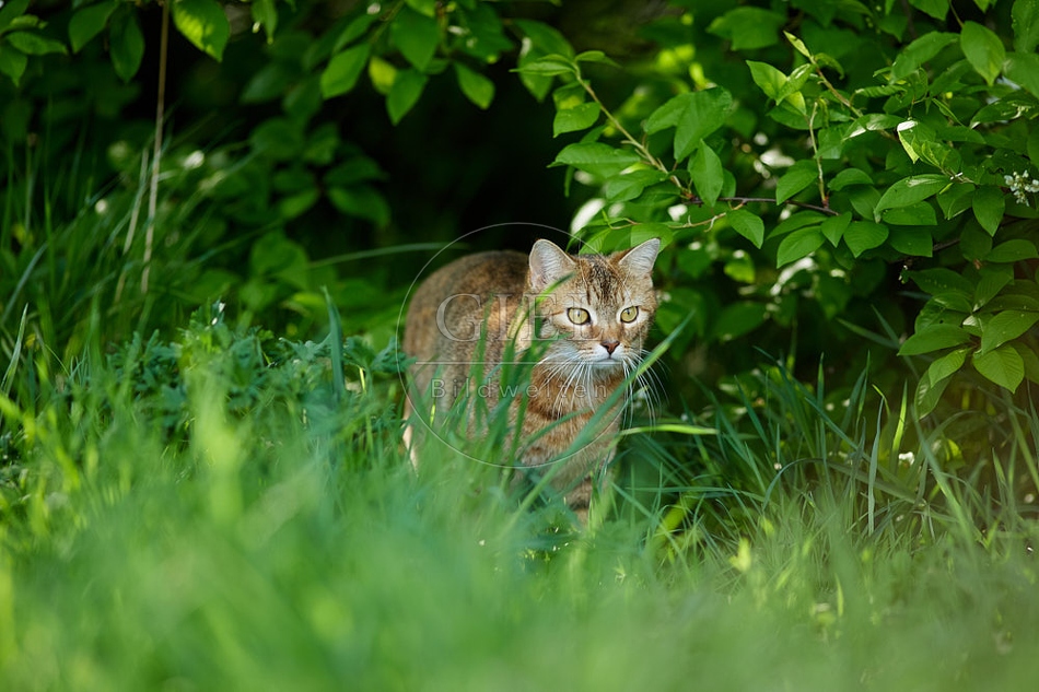 115362 Hauskatze im Garten