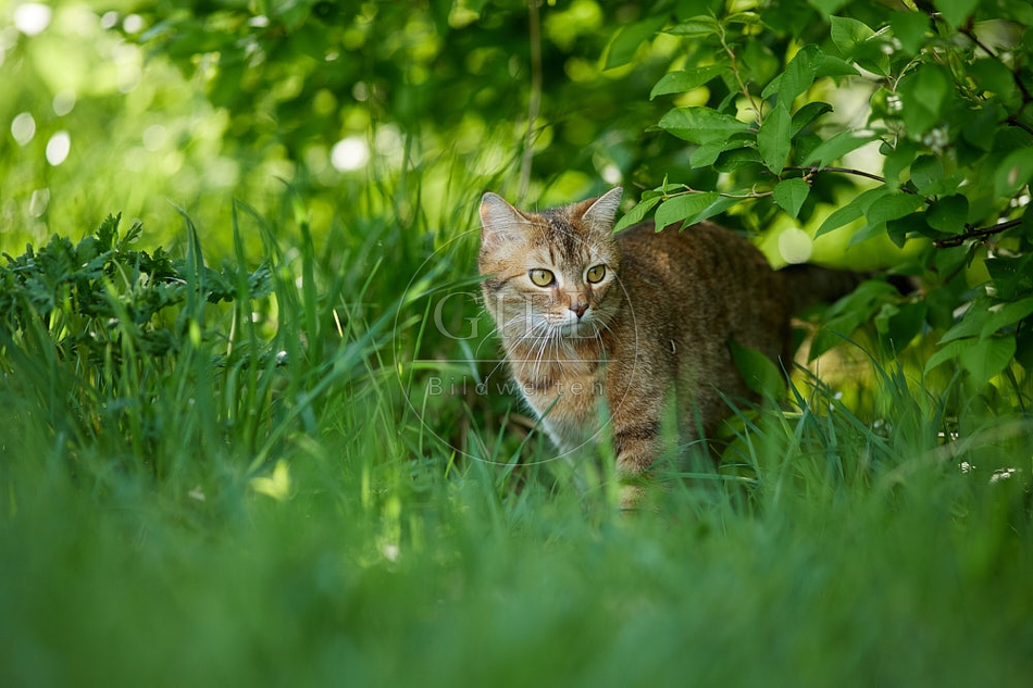 115363 Hauskatze im Garten