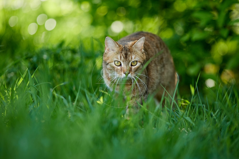 115364 Hauskatze im Garten