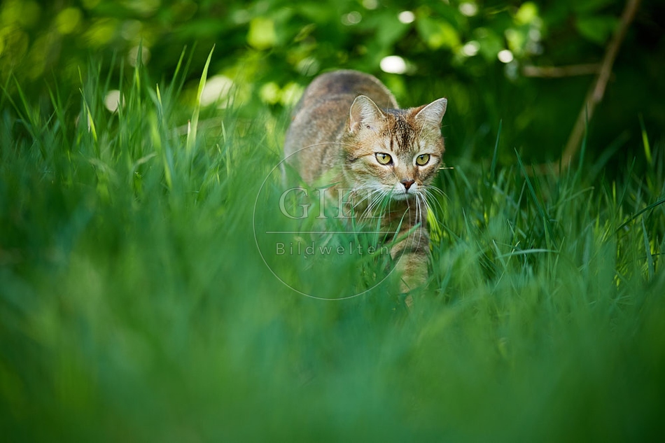 115365 Hauskatze im Garten
