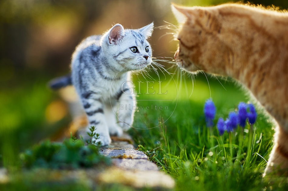 115373 Junge Britisch Kurzhaar Katze