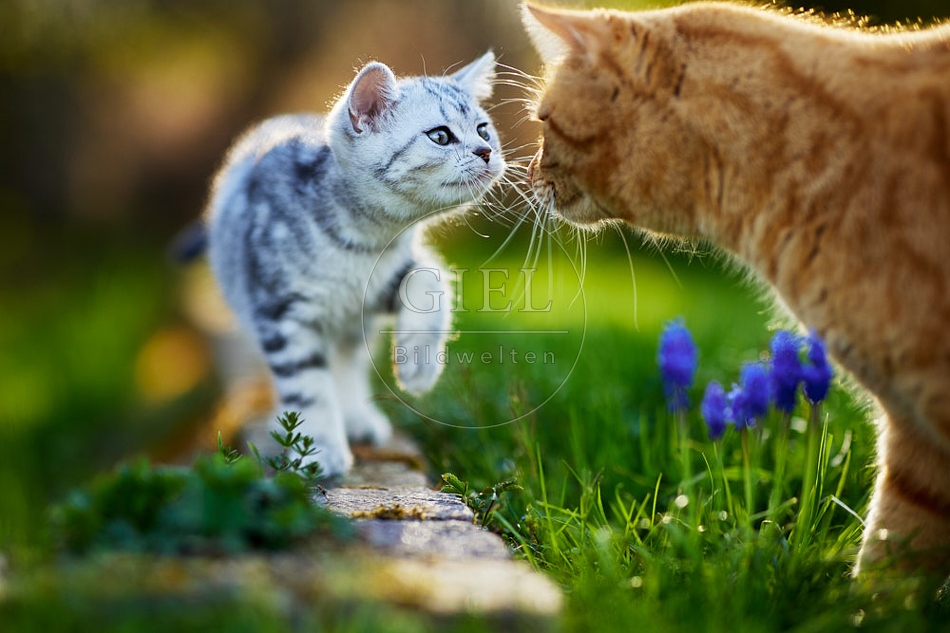 115374 Junge Britisch Kurzhaar Katze