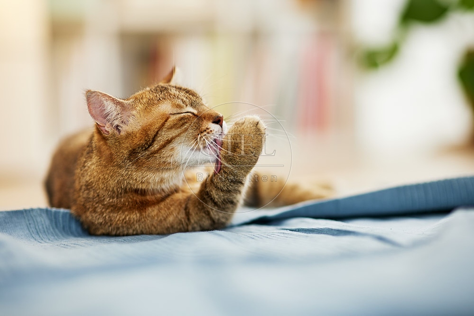 115408 Hauskatze putzt sich