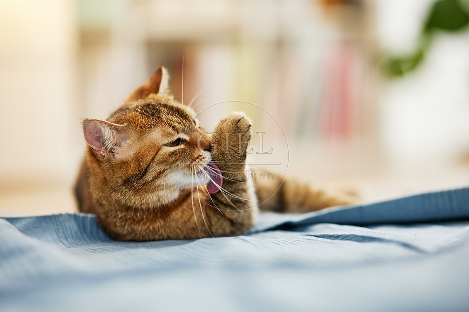 115409 Hauskatze putzt sich