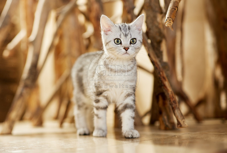 115436 Junge Britisch Kurzhaar Katze zwischen Holzstangen, Ästen