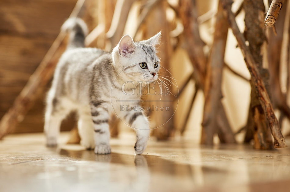 115437 Junge Britisch Kurzhaar Katze zwischen Holzstangen, Ästen