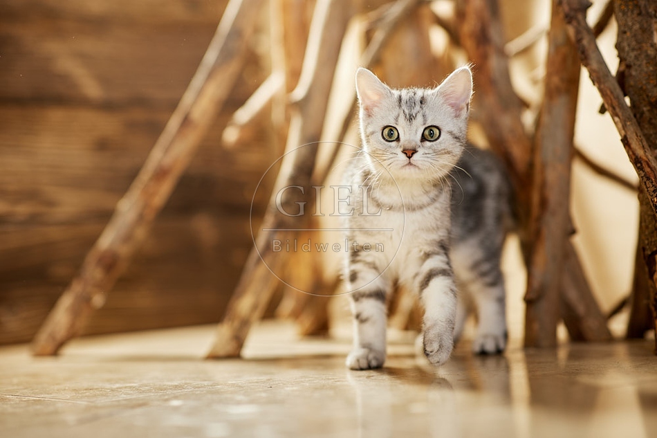 115438 Junge Britisch Kurzhaar Katze zwischen Holzstangen, Ästen