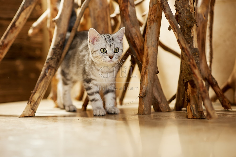 115439 Junge Britisch Kurzhaar Katze zwischen Holzstangen, Ästen