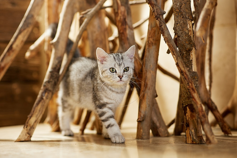 115440 Junge Britisch Kurzhaar Katze zwischen Holzstangen, Ästen