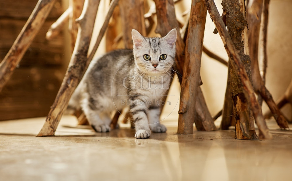 115441 Junge Britisch Kurzhaar Katze zwischen Holzstangen, Ästen