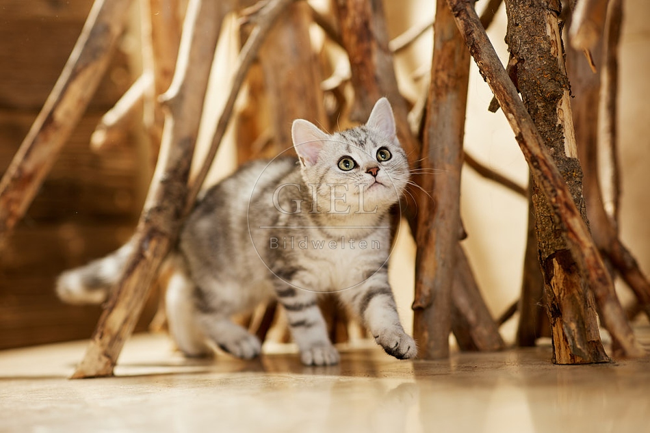 115447 Junge Britisch Kurzhaar Katze zwischen Holzstangen, Ästen